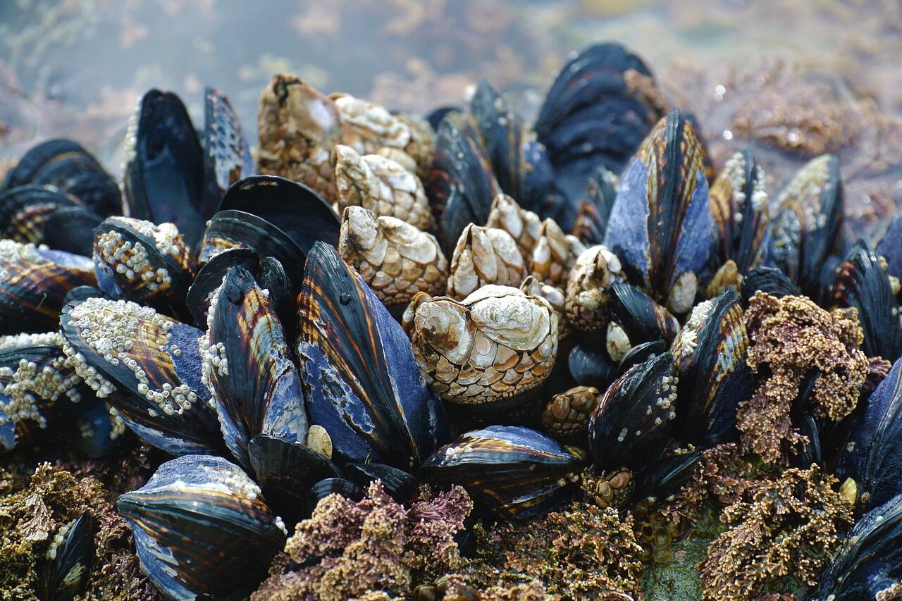 mussel, ocean, beach-3593218.jpg