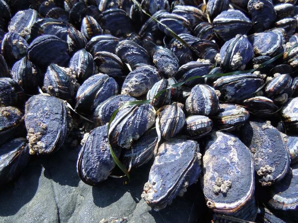 mussels, ocean, beach-487805.jpg