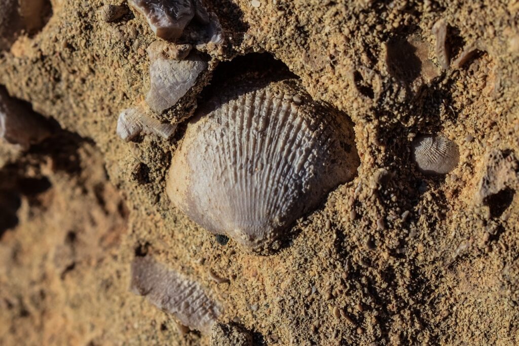 petrification, fossil, shells-2573864.jpg